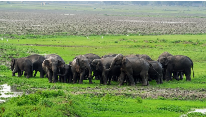 Assam razes illegal settlements, shows the way to habitat restoration